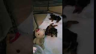 Video preview image #1 Yorkshire Terrier Puppy For Sale in LOS ANGELES, CA, USA