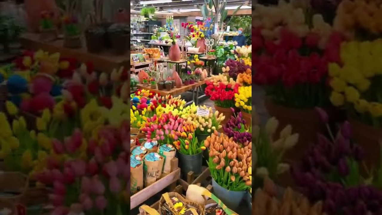 AMSTERDAM - Everything you NEED to do while visiting Amsterdam, Netherlands