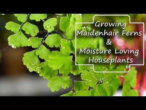 download lagu mp3 mp4 Adiantum Raddianum Maidenhair Fern, download lagu Adiantum Raddianum Maidenhair Fern gratis, unduh video klip Adiantum Raddianum Maidenhair Fern