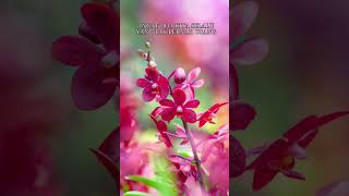 Download lagu penyejuk hati penenang jiwa@dtamunawarotulhuda6692 #quotes #motivasidiri mp3