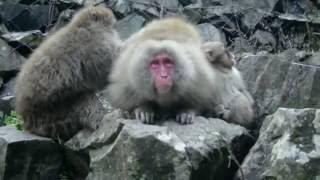 Shintaro Sakamoto- In a phantom mood