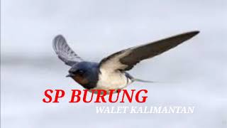 Download lagu SUARA BURUNG WALET KALIMANTAN MP3 | SP LANGSUNG INAP | INFO WALET  mp3