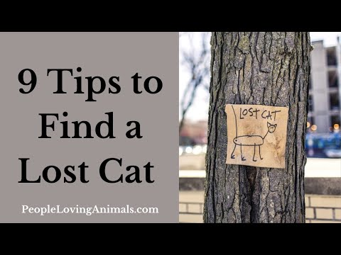 9 Tips to Find a Lost Cat