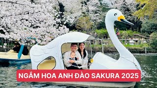 Lễ hội ngắm hoa anh đào tại công viên Inokashira- Tokyo