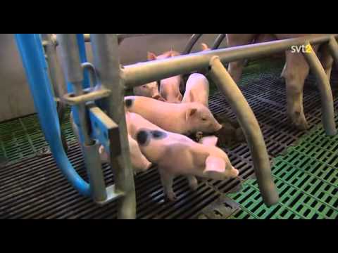 Stek åt alla. Framtiden för världens köttproduktion. (Dokument inifrån - 2011-02-20)