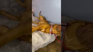 Video preview image #1 Dogue de Bordeaux Puppy For Sale in Goodyear, AZ, USA