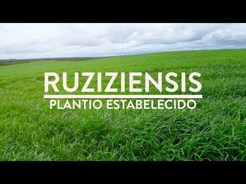 , title : 'Brachiaria Ruziziensis 60 dias após plantio'