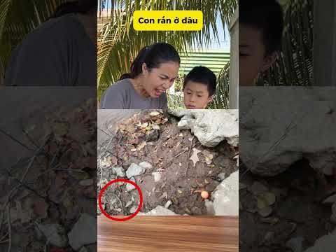 Con rắn ở đâu trong hình này #mecon #caudo