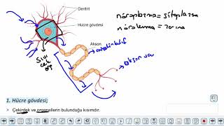 Eğitim Vadisi AYT Biyoloji 1.Föy İnsan Fizyolojisi 1 Konu Anlatım Videoları