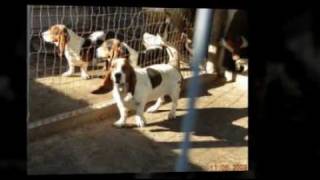 preview picture of video '2009 Puppy Mill Basset Rescue'