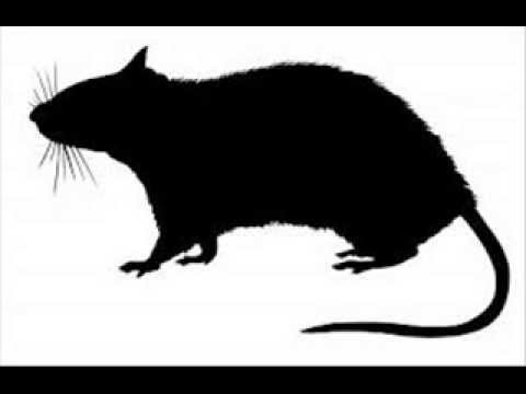 Toufo -  Raoul le rat