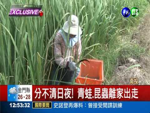 筊白筍照"高鈉燈" 昆蟲動物出走