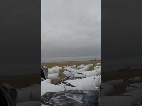 Long Range Snow Goose (GOT EM)