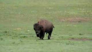 You say buffalo, I say Bison