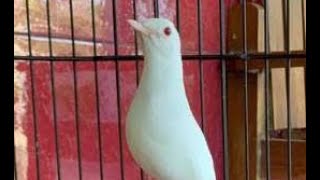 Download lagu Masteran Semua Ocehan Paket Komplit Masteran Yg Disukai Juri  Murai, Kacer, Cucak Ijo, Sulgun Dll mp3