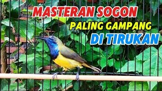 Download lagu Masteran Sogon isian pelatuk sampit Sogon Gacor isian pelatuk sampit mp3