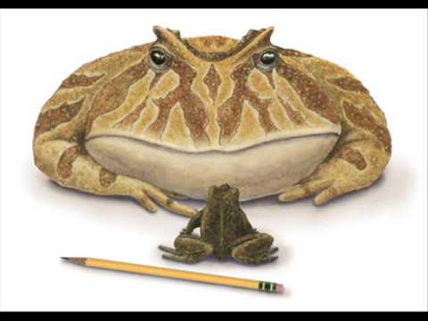 La ptite grenouille (Grandes Chansons Cochonnes)