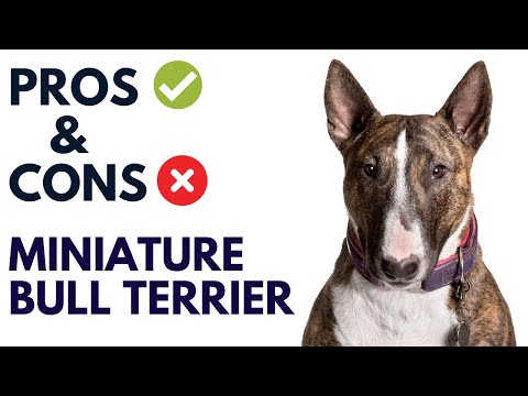 Miniature Bull Terrier Dog Breed Pros and Cons | Mini Bull Terrier Dog Advantages and Disadvantages