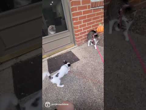 Cat Runs Away From a Tiny Dog