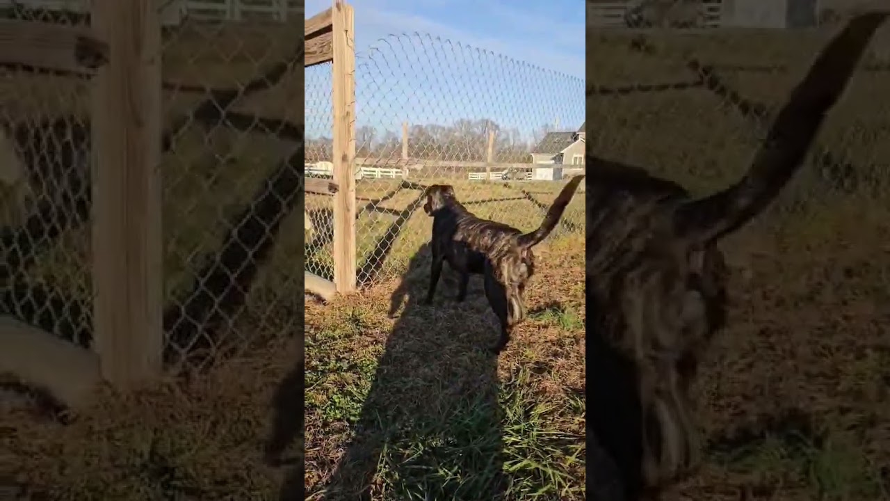 Enlarge Yuki (my name means good fortune), a Adoptable Shiba Inu in Ellicott City, MD video 4/5