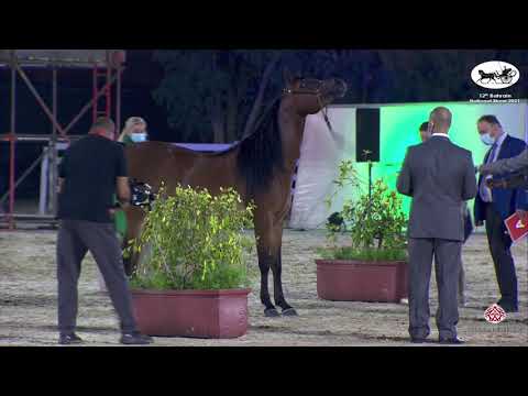 N 38 SHARIFA AL RASHEDIAH   Bahrain National Show 2021   Mares 4 to 6 years old Class 4