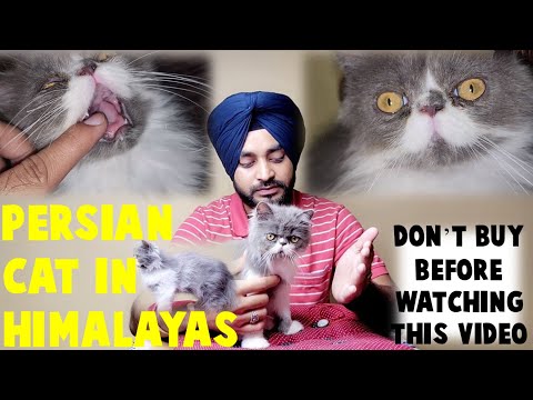 I bought Persian Cat | Punch Face Cat in Himalayas | Price of Persian Cat | Check Health before buy