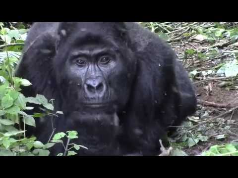 Gorillas in the Mist!