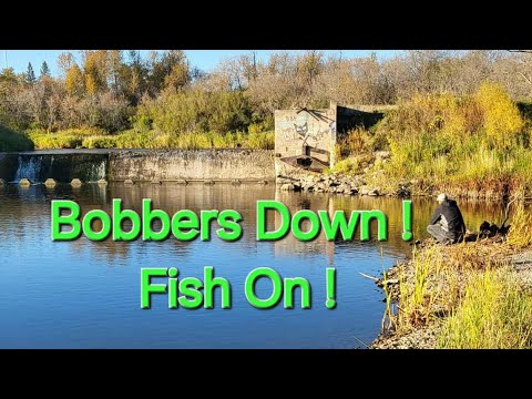 Bobbers Down ! Fish On !