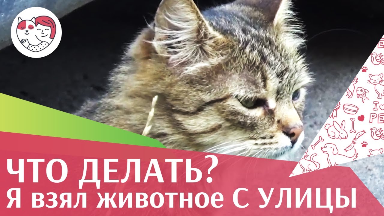 5 шагов, которые нужно сделать, чтобы одомашнить взятое с улицы животное, на ilikept