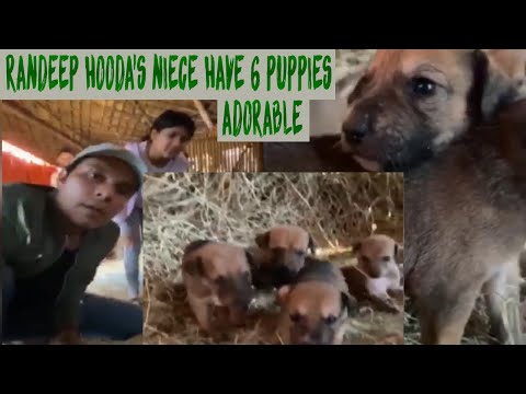 Randeep hooda's niece have 6 puppies in care at her stables
