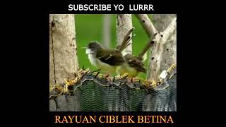 Download lagu RAYUAN CIBLEK BETINA,#Ciblekgacor,#ciblekmania,#tembakanciblek mp3 Download lagu RAYUAN CIBLEK BETINA,#Ciblekgacor,#ciblekmania,#tembakanciblek mp3