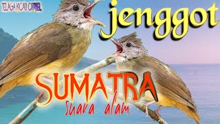 Download lagu CUCAK JENGGOT SUMATRA GACOR||suara jenggot di habitat Alam||masteran cucak jenggot mp3