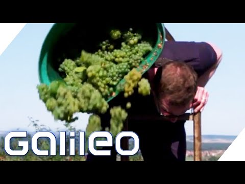 Knochenjob Weinernte: Wie hart ist der Winzer-Job? | Galileo testet Berufe | ProSieben
