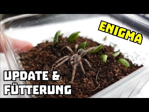 Wir ziehen eine Vogelspinne groß #07 || Gehäutet, die Tunnel dicht gemacht und sie ist sehr hungrig