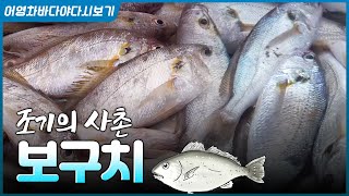생긴 건 조기인데, 맛은 민어? 가을 보구치는 회로 먹어야 제맛이지요~