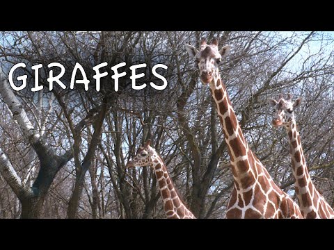 Giraffes Just Hanging Out!