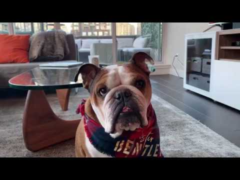 Dog Vlog 2 - 6 days until TPLO Surgery