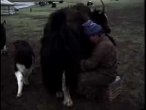 Mongolia, Tsengel Tuvan Yak Domestication Song,