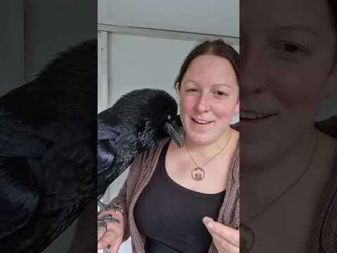 The syrinx...how birds are able to mimick us! 🐦‍⬛✨️ #fabletheraven #raven #talkingbird