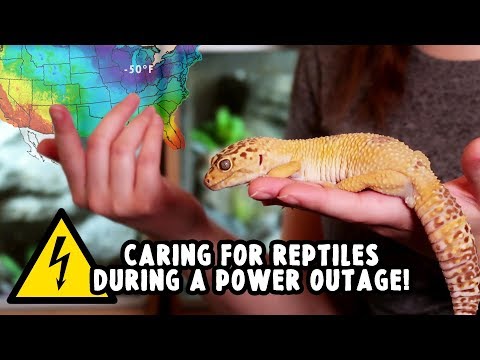 YouTube video about: How to keep reptiles warm when power goes out?