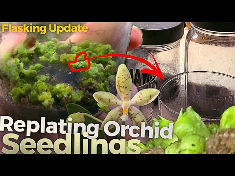 Orchid Seedling Replate - Protocorms / PLB (3 of 4 - Growing Orchids From Seed) - Phal pallens
