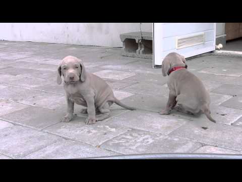 10.9.2014 - 35. den - oříšek, červenka a spol. - vrh "A" La Vita Eterna