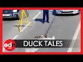 Russian Police Stop Traffic To Help Ducks Cross Busy Road