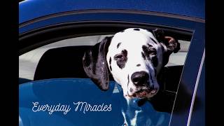 I saw a dog fall out of a car window