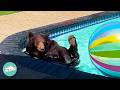 Man Finds A Bear In His Swimming Pool And Gets Biggest Surprise Cuddle Buddies
