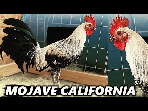 CALIFORNIA !! Pure Lacy Roundhead Grey Leiper Yellow Leg - MOJAVE FARM Beautiful Birds