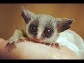 Senegal Galago(Senegal bushbaby) - Cute Tiny Monkey