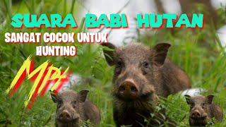 Download lagu Suara Pemanggil Babi Hutan Ampuh mp3 Download lagu Suara Pemanggil Babi Hutan Ampuh mp3
