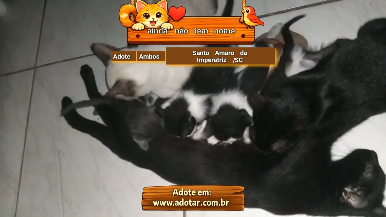 Gato raça SRD-ViraLata idade Abaixo de 2 meses nome ainda não tem nome