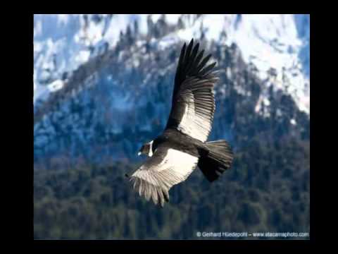 Mario Zovko - El condor pasa